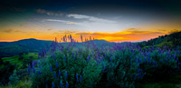 Lupine Sunset