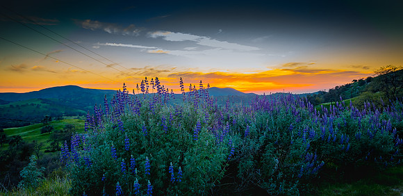 Lupine Sunset