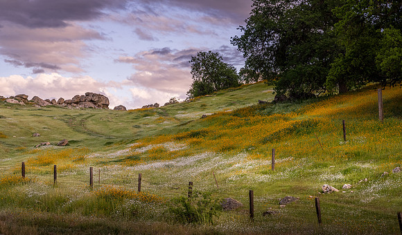 Frazier Valley Meadow