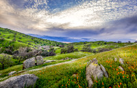 Poppy Sunset III