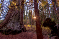 Redwood Sunburst