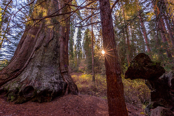 Redwood Sunburst