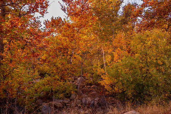 Fall West 5