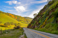 Poppy Road