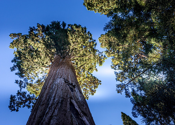 Giant Redwood