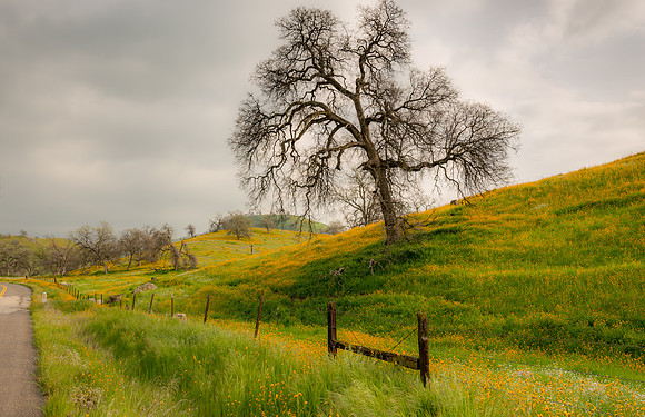 Yokohl Valley Oak in Spring