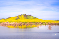 Mustard and Lake Success 3