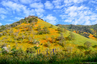 Wildflower Hill
