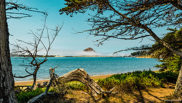 Morro Log