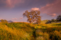 Spring Oak