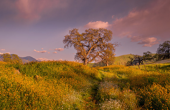 Spring Oak