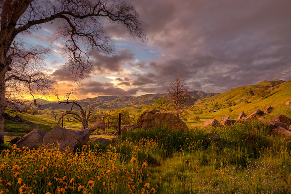 Wildflower Sunset