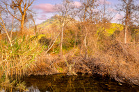 Backyard River 4