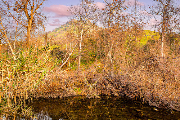 Backyard River 4