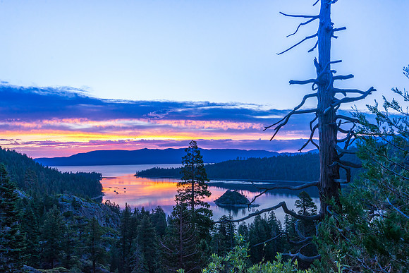 Lake Tahoe Gnarled Sunrise_