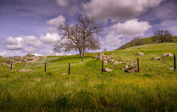 Oak and Wildflowers 1