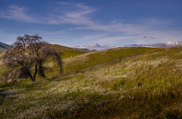 Sierra Oaks 3