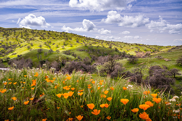 Poppies 2