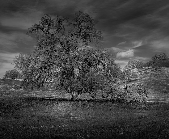 Oak B-W