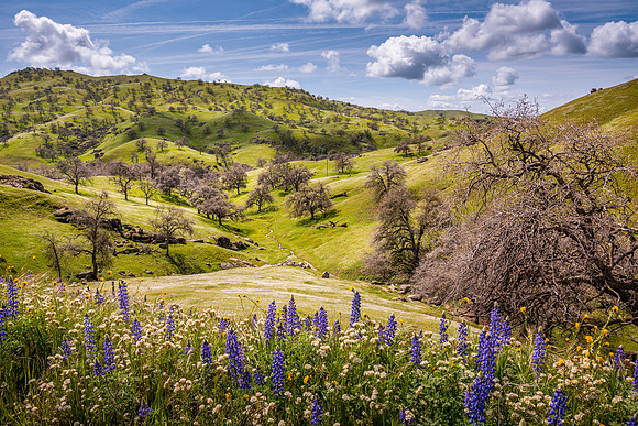 Lupines1