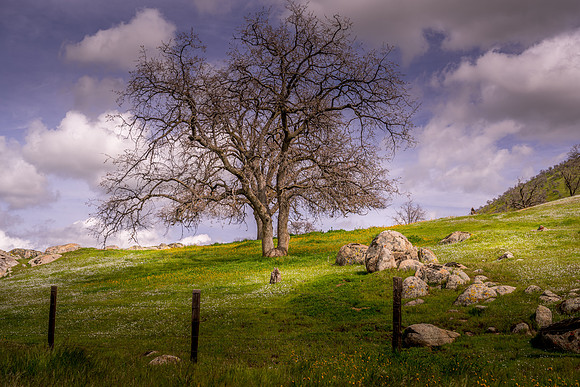 Oak and Wildflowers 2