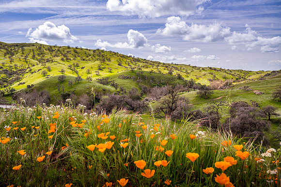 Poppies 2