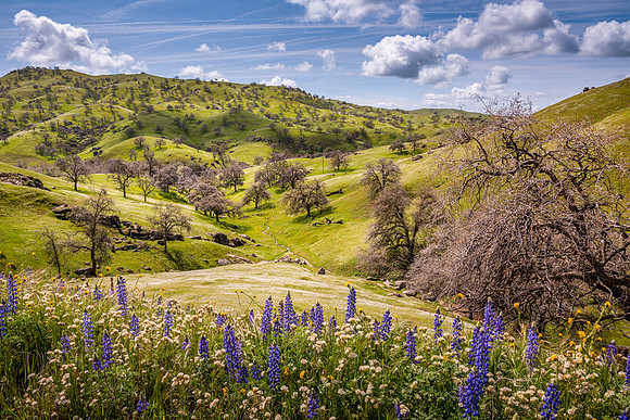 Lupines1