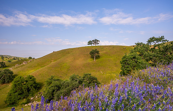 Lupines and Oaks 2