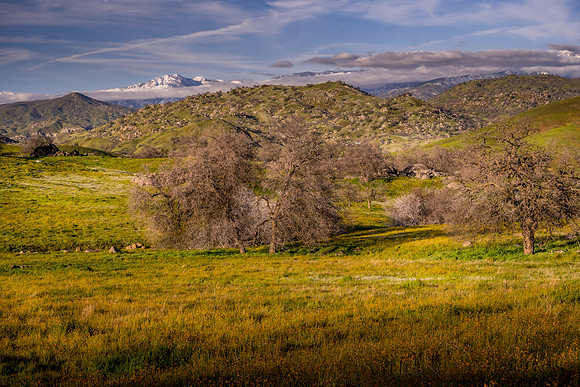 Sierra Wildflowers
