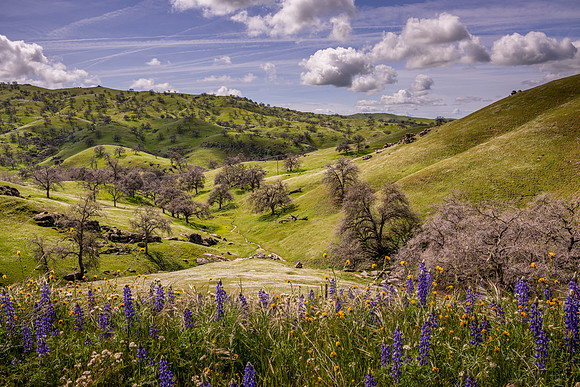 Lupines 4