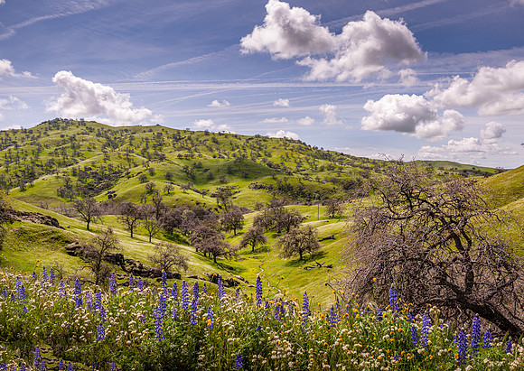 Lupines 3