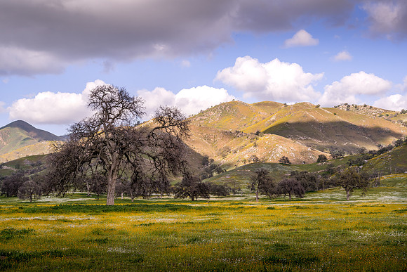 Yokohl Valley Spring IV