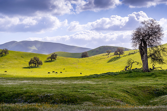 Yokohl Valley Spring VI