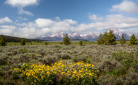 Teton Morning 3