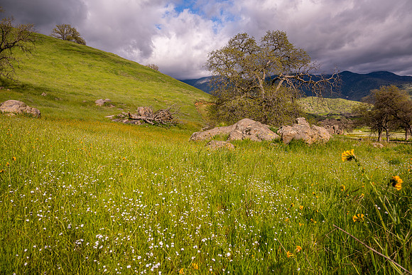 Yokohl Valley Spring 2025 4