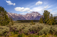 Teton Morning 1