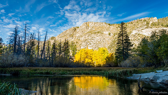 Bishop Creek Aspens 1