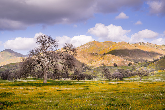 Yokohl Valley 4