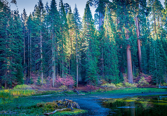 Balch Park Pond 5