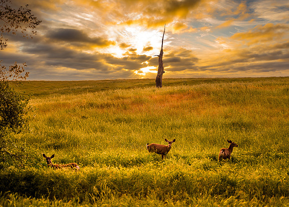 Deer Sunset