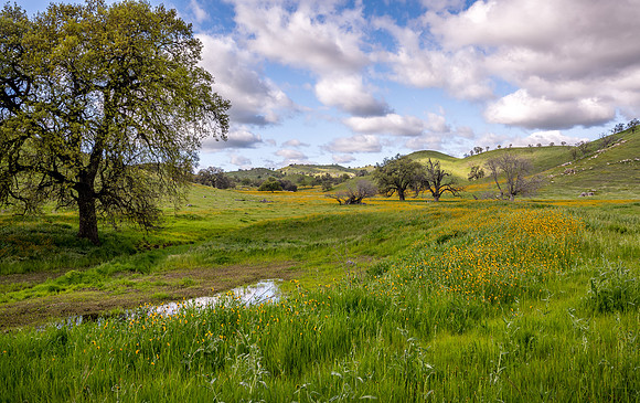 Yokohl Valley Spring 2025 1