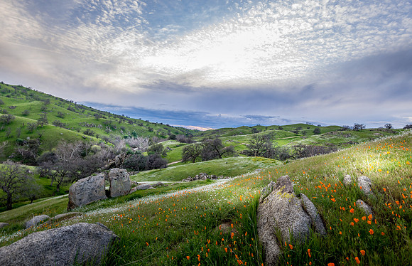 Poppy Sunset II
