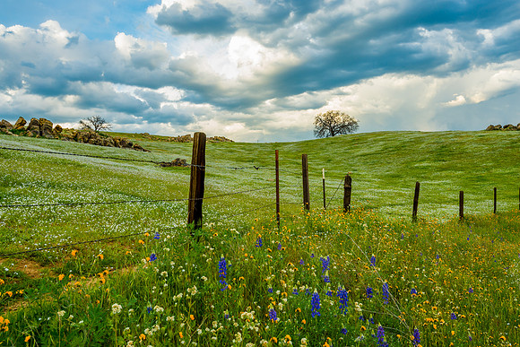 Spring Wildflowers