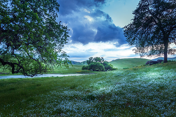 Sunset Pond and Flowers