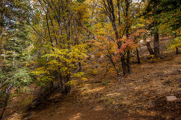 Dappled Forest Floor