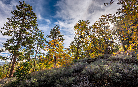 Forest Sunburst