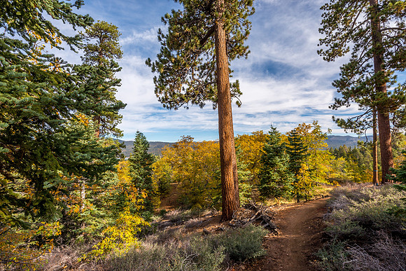 The Forest Path