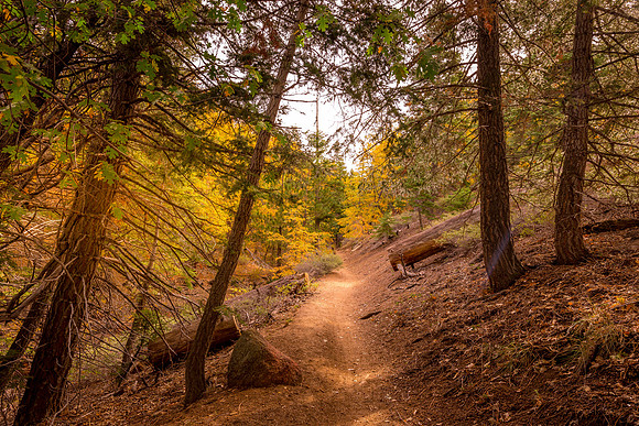 The Path