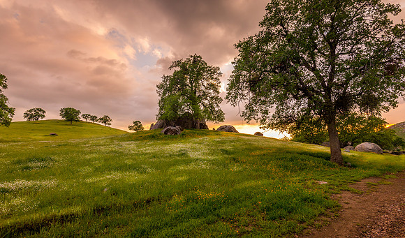 Golden Hour Wildflowers