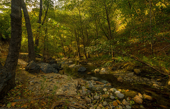 Dappled Creek